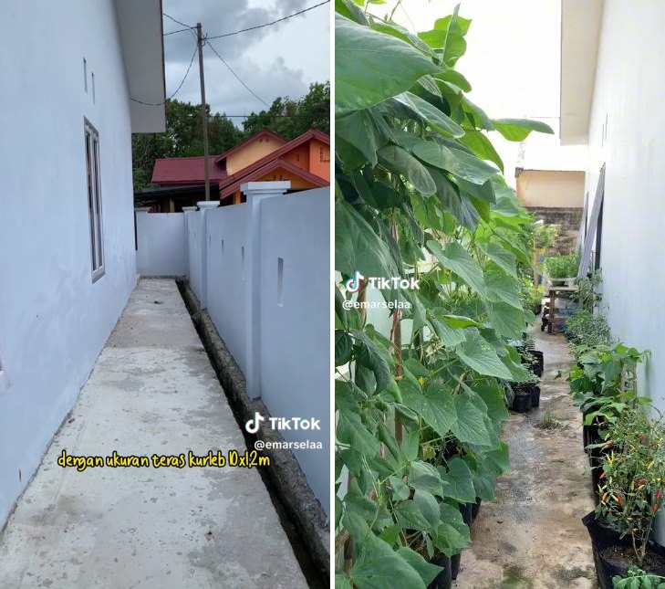 Bisa hemat uang makan, wanita ini tanam beragam sayur di lahan kurang dari 1 meter samping rumah