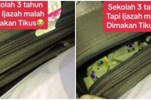 Capek-capek sekolah 3 tahun ijazah malah dimakan tikus, penampakannya bikin nyesek
