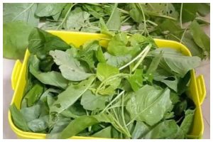 Tanpa kulkas, ini trik menyimpan bayam agar tetap segar sampai 10 hari cuma pakai 1 bahan dapur