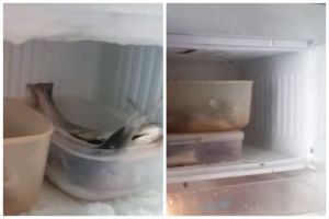 Tak perlu dilapisi plastik, ini trik mudah mencegah munculnya bunga es dalam freezer