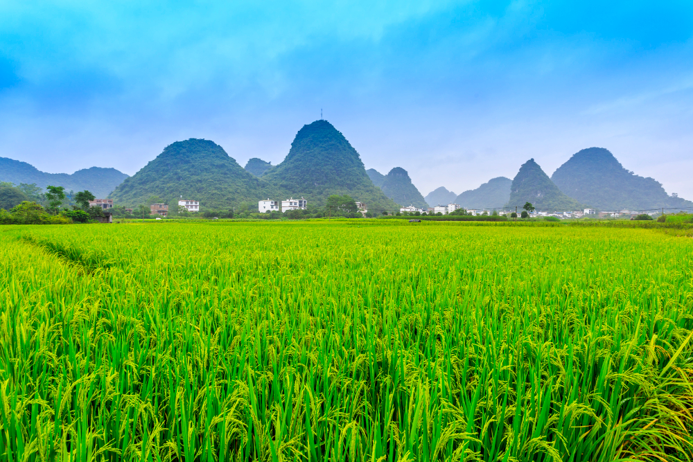 11 Arti mimpi seputar sawah menurut primbon Jawa, bisa jadi simbol kemakmuran hidup