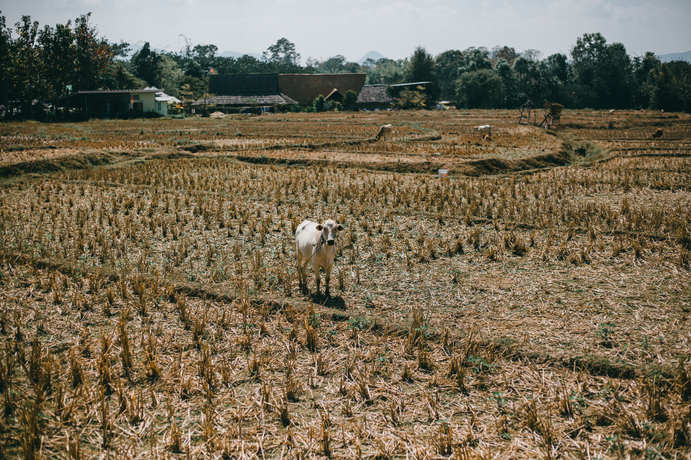 11 Arti mimpi seputar sawah menurut primbon Jawa, bisa jadi simbol kemakmuran hidup