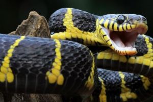 Sering diabaikan, ternyata pola dinding batu bata ini bisa dimanfaatkan ular sebagai tangga