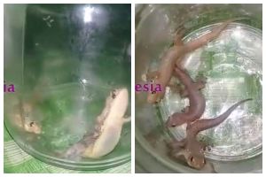 Bukan pakai kopi, ini cara bikin perangkap cicak cuma modal 1 bahan