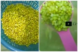 Tanpa bahan tambahan, ini trik rebus kacang hijau agar empuk dan merekah sempurna dalam waktu 5 menit