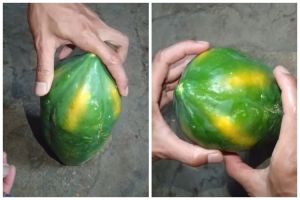 Tanpa dibungkus koran, begini cara mudah mematangkan buah pepaya secara alami dalam 3 hari