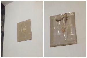 Cuma pakai 2 bahan dapur, ini cara ampuh bikin perangkap cicak meski tanpa kopi dan gula