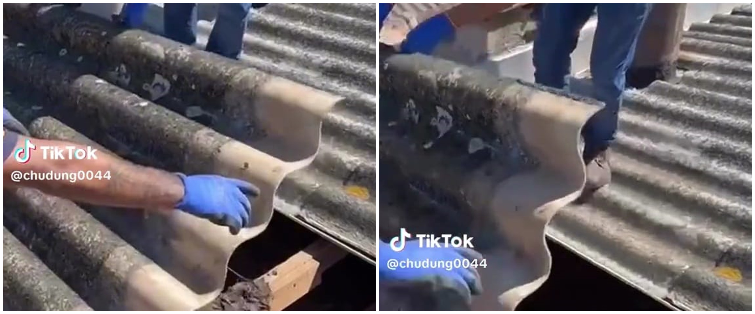 Siapin mental sebelum lihat, tukang bongkar genting penuh kelelawar ini penampakannya bikin geli 