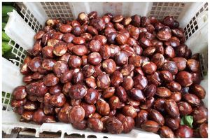 Tanpa kopi atau baking soda, ini trik merebus jengkol biar tak bikin bau mulut pakai 1 jenis daun