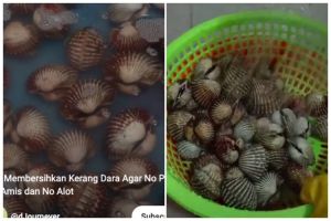 Trik membersihkan kerang dara agar bebas dari pasir dan antiamis cuma pakai 1 bahan dapur