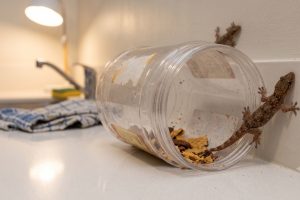 Simpel tanpa air atau minyak, ini trik basmi cicak cuma pakai 1 jenis ampas dapur