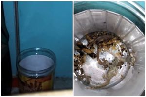 Simpel tanpa air atau minyak, ini trik basmi cicak cuma pakai 1 jenis ampas dapur