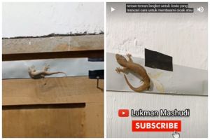 Bukan diberi umpan nasi atau gula, ini cara bikin perangkap cicak di dapur cuma modal Rp5.000-an