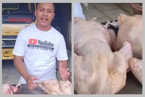 Cara mudah membedakan ayam potong segar dengan yang tak layak konsumsi, waspada daging tiren
