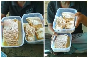 Tanpa ditambah air, begini cara membedakan sarang madu asli dan palsu