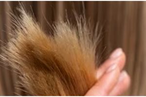 Tak perlu dipotong, ini trik atasi rambut bercabang agar kembali sehat hanya pakai 1 jenis buah