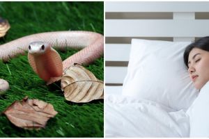 11 Arti mimpi dikejar ular menurut psikologi, isyarat adanya musibah