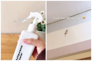 Tak perlu bikin alat perangkap, ini cara buat cairan pembasmi cicak pakai 3 bahan dapur