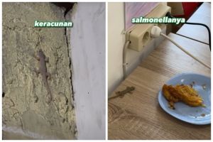 Hanya modal 1 ampas dapur, begini cara basmi cicak tanpa menyentuh atau pakai perangkap