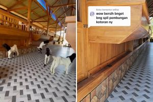 Kandang ini punya fasilitas LCD dan speaker, jagain kambing sambil santai nonton TV