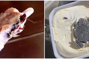 11 Potret kocak momen apes saat mau makan es krim ini bikin ngelus dada, ada benda asing di dalamnya