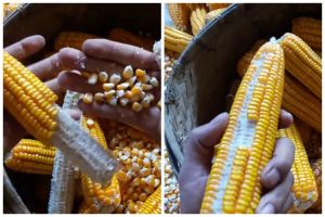 Hanya pakai 1 ampas dapur, begini cara cepat memipil jagung tanpa dibelah dan bikin tangan sakit