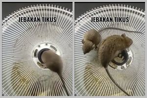 Nggak perlu diberi racun, begini cara mudah menangkap tikus cuma pakai 1 bahan dapur