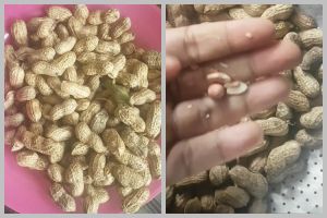 Tanpa minyak atau direbus dulu, ini cara masak kacang tanah agar hasilnya gurih dan renyah tahan lama