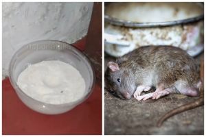 Cuma pakai 3 bahan dapur, begini cara mudah membuat racun tikus yang alami dan ampuh