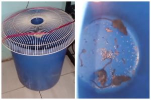 Tak perlu racun khusus, ini cara bikin jebakan tikus sederhana pakai 1 bahan makanan