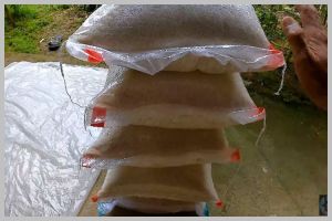 Bukan daun jeruk, ini cara menyimpan beras di karung agar bebas dari kutu cuma pakai 1 bahan dapur