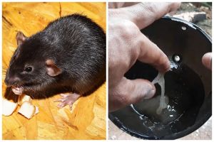 Tambah 1 bahan dapur, ini cara bikin lem tikus yang ampuh dan alami tanpa campuran kimia