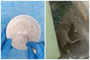Cukup pakai 3 bahan dapur, begini cara bikin racun tikus yang ampuh dan antiribet