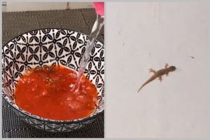 Tak perlu bikin alat perangkap, ini cara buat cairan pengusir cicak pakai 2 bahan dapur