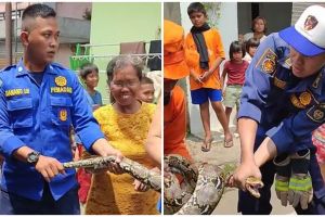 Sedang tegang evakuasi ular piton, petugas damkar ini dibikin nyengir oleh tingkah absurd emak-emak