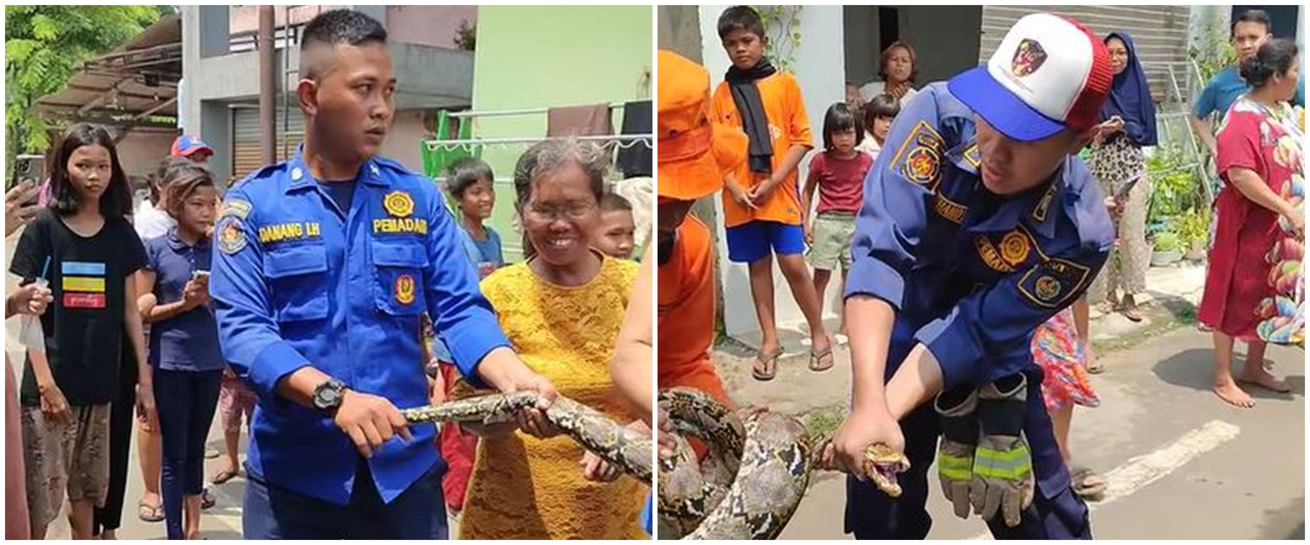 Sedang tegang evakuasi ular piton, petugas damkar ini dibikin nyengir oleh tingkah absurd emak-emak