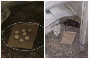 Lebih alami dan ampuh, ini cara jitu meracik racun tikus pakai 2 bahan dapur