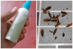 Tak perlu bikin perangkap, begini cara mengusir kecoak secara alami pakai 1 bumbu dapur