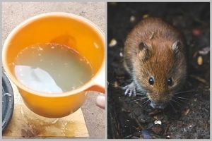 Cuma modal 3 bahan dapur, ini cara sederhana bikin cairan pengusir tikus yang ampuh