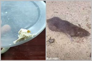 Bukan pakai gula pasir, begini cara mudah bikin racun tikus yang ampuh cuma pakai 2 bahan dapur