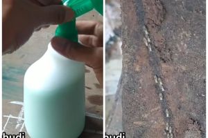 Lebih ramah lingkungan, ini trik mengusir rayap di pintu atau perabot kayu hanya pakai 2 bahan dapur