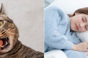 11 Arti mimpi digigit kucing menurut primbon Jawa, bisa jadi isyarat dapat kesempatan baik