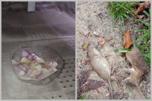 Cuma tambah 2 bahan dapur, ini cara bikin racun tikus yang alami dan terbukti ampuh