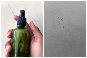 Tanpa campuran kimia, trik mengusir semut pakai 2 bahan dapur ini alami dan ampuh