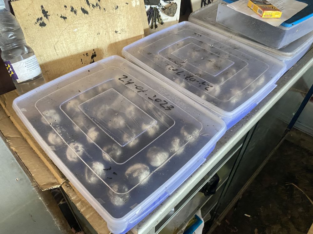 Kisah Sarwidi dulu pemburu kini dedikasikan hidup demi kelestarian penyu Pantai Pelangi Bantul