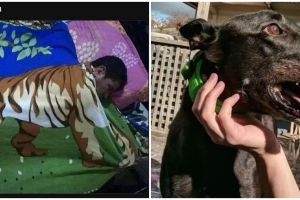 11 Potret lucu kebetulan ini dilihat dua kali baru paham, fotografernya jago banget ambil momen