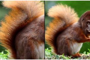 11 Potret kocak editan tebak-tebakan gambar hewan ini jawabannya kocak nggak ketebak