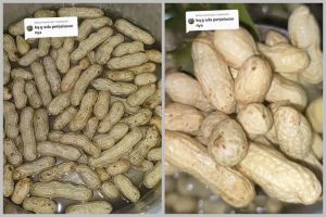 Tanpa dibilas berkali-kali, ini cara merebus kacang tanah agar empuk & kulit bersih pakai 1 jenis daun