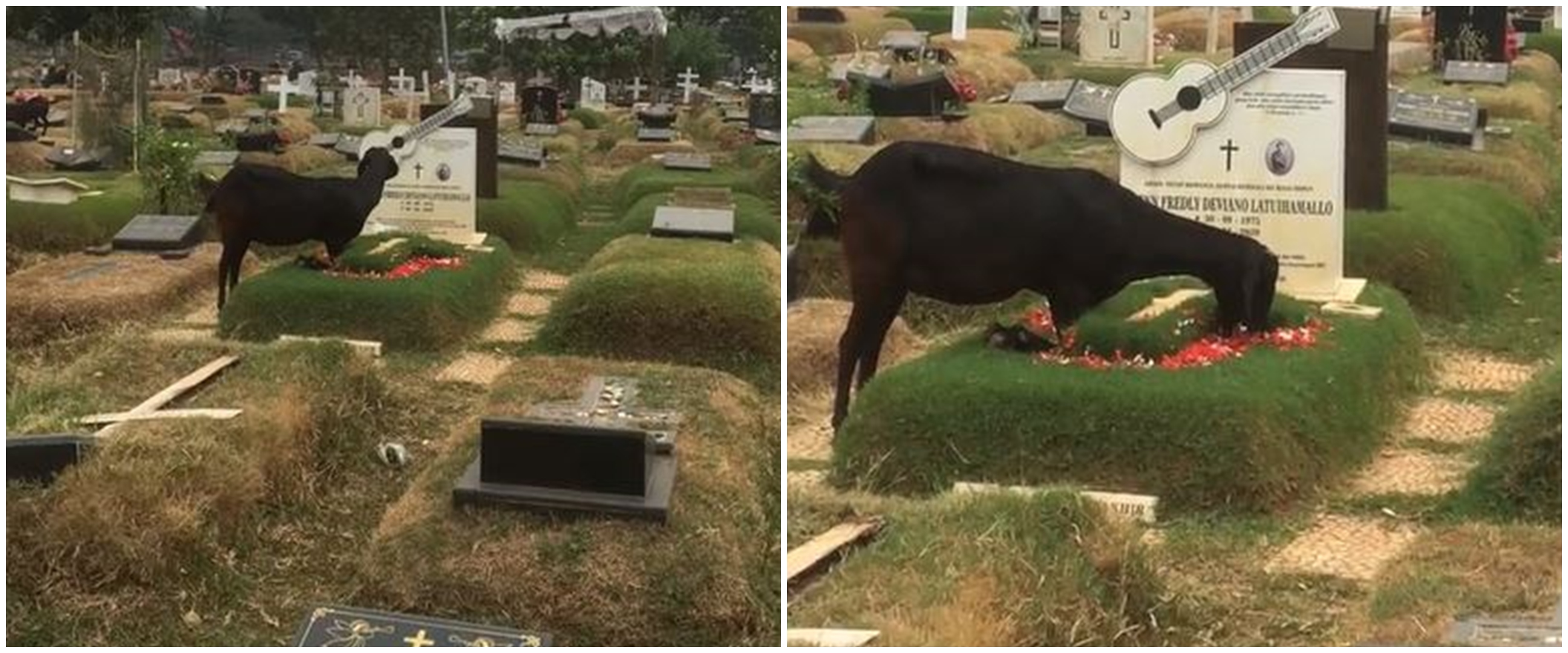 Momen kambing makan bunga di atas makam Glenn Fredly ini viral, posisi kakinya tuai sorotan