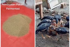 Trik sederhana bikin pakan ayam fermentasi, baik untuk pencernaan ternak